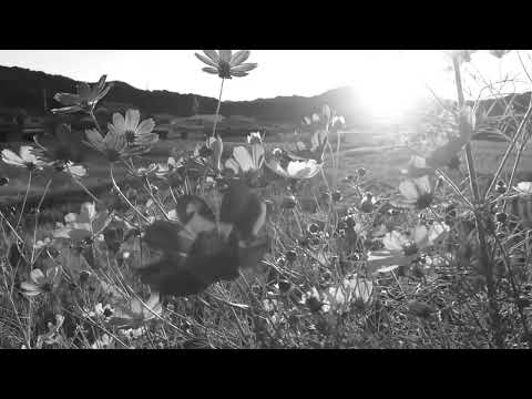 Tammuz - Naomi Shemer (2-part Acapella)