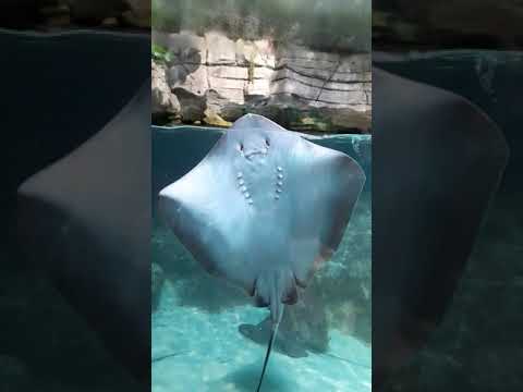 la raie et les poissons