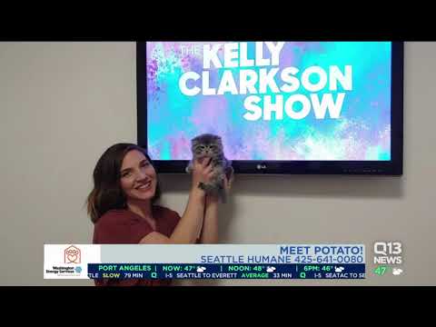 Potato the celebrity kitten with dwarfism stops by Q13 News