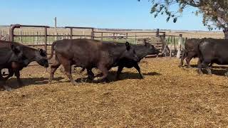 48 Vacas Nuevas con Cría - Vittori Ercazti - Plaza Ganadera