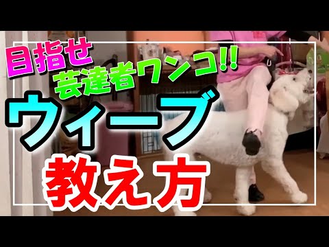犬に前足を教える方法