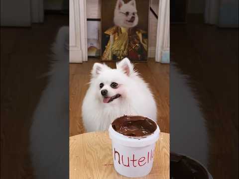 chintu ne manvi ki choklet se panni hata diya#dog #shorts #cat