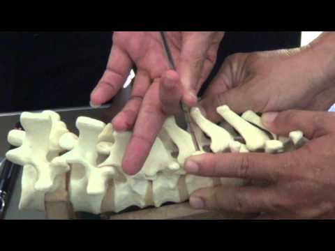Apss workshop video 2 thoracic pedicle screw