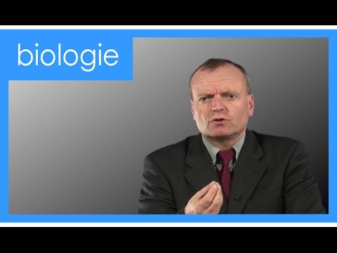 Wie funktioniert das Gehirn? | Manfred Spitzer