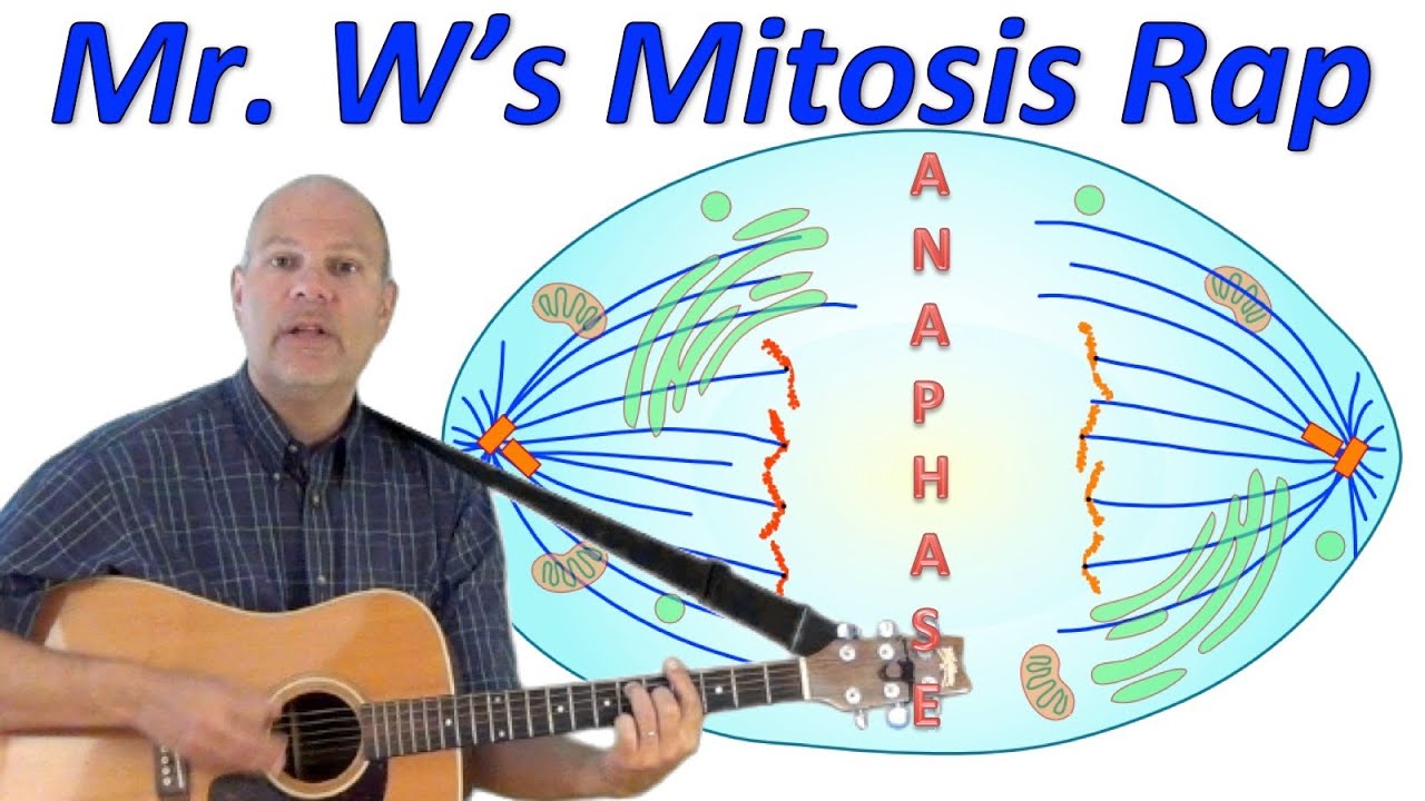 Mitosis Rap: Mr. W's Cell Division Song