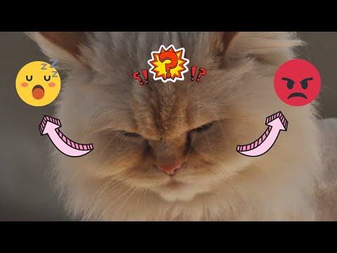 Himalayan cat || Best fact about Himalayan cats that you should know it (Best Paws Breed)