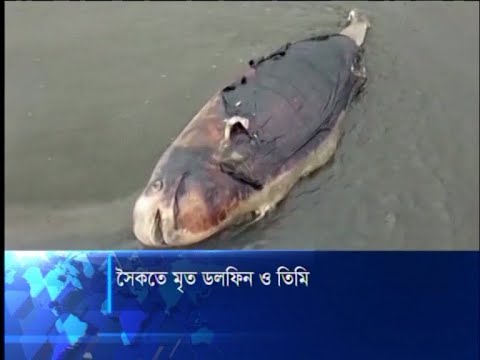 সৈকতে মৃত ডলফিন ও তিমি