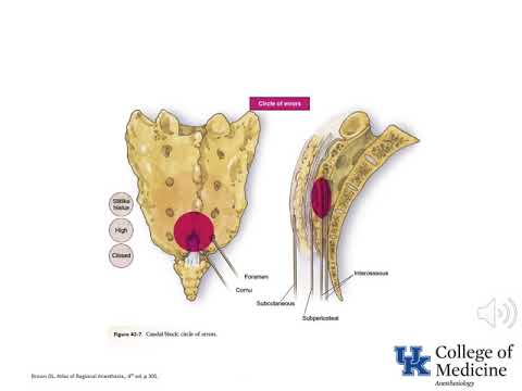 Keyword Review: Generic Clinical Anatomy (Part 1) - (Dr. Bowe)