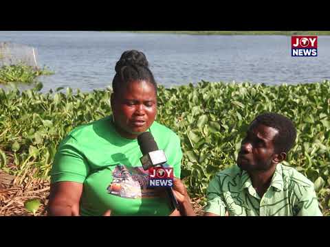 AQUATIC WEEDS: Aquatic weeds choke communities’ lifeline; residents struggle for water.#JoyNews
