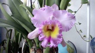 preview picture of video 'Cattleya - Blc. Mahina Yahiro 'Ulli''