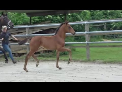 *2021 Stute von Valverde - Sir Donnerhall SOLD!!!