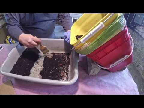 Harvest two "sister" worm bins & launch new bin - vermicomposting farm