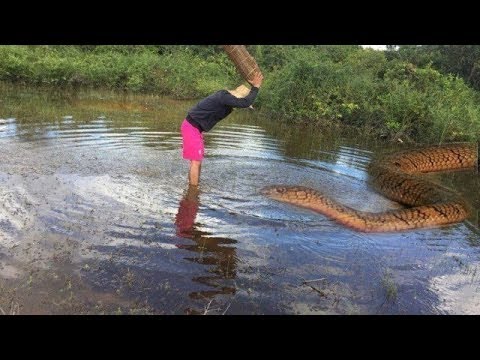 Wow! Brave Man Catch Big Snake With Bare Hand - How to Catch Big Snake in China