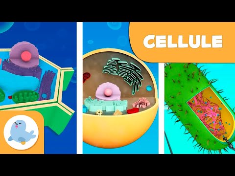 Le cellule procariote ed eucariote - Scienze Naturali - Video educativo per bambini - Raccolta