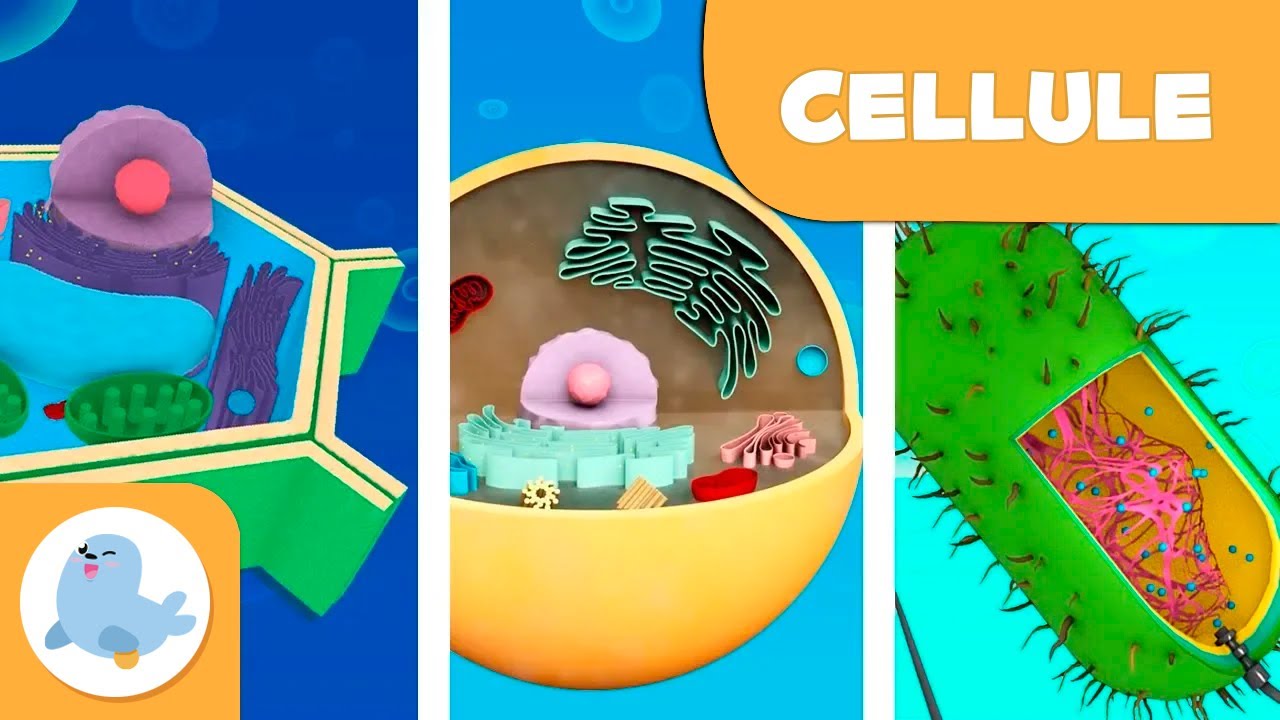 Le cellule procariote ed eucariote - Scienze Naturali - Video educativo per bambini - Raccolta