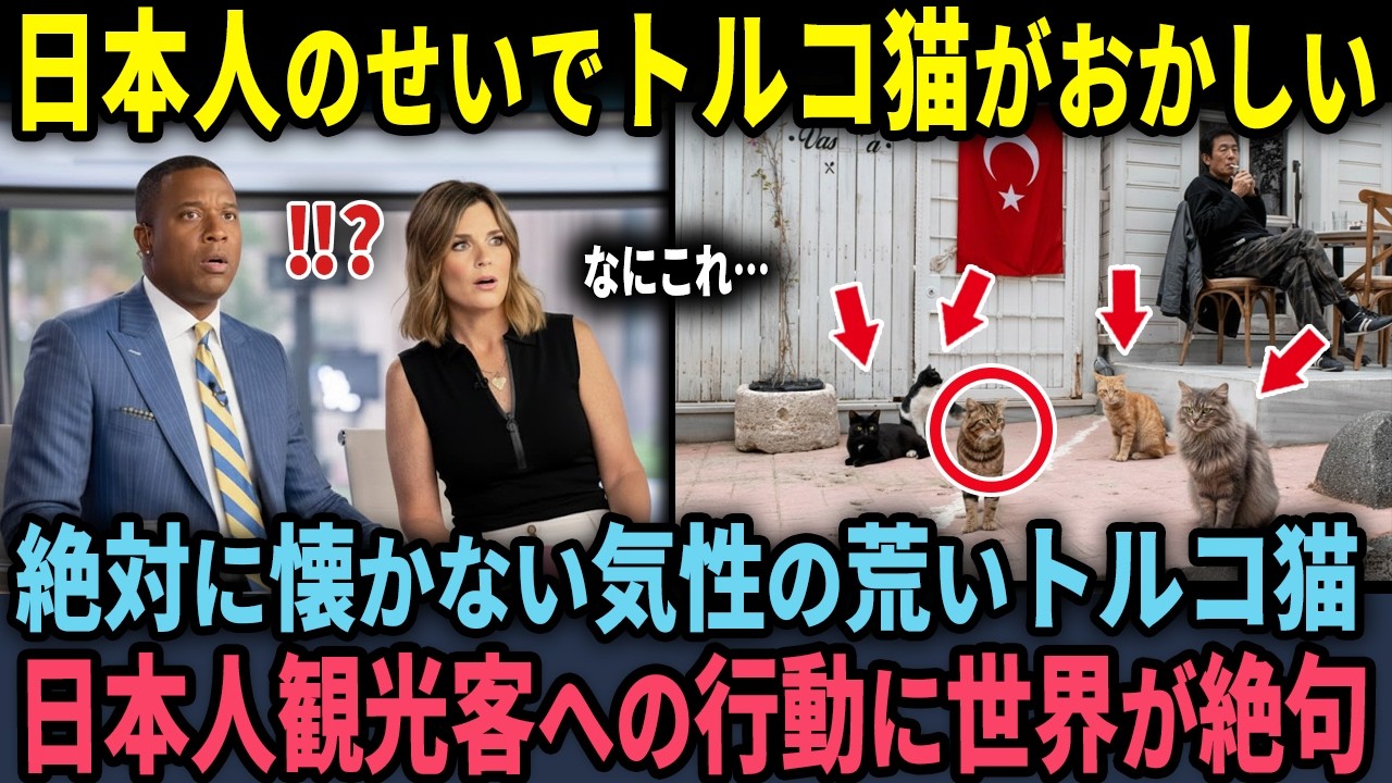【海外の反応】「早く日本を映すんだ！」絶対に懐かない起床の荒いトルコ猫が日本人観光客を前にした衝撃の行動に世界が絶句