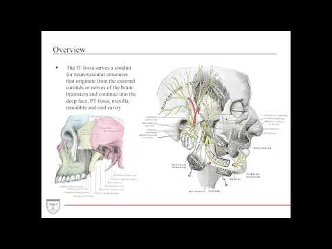 Infratemporal Fossa Anatomy [Head and Neck Anatomy 7 of]