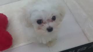 マルチーズの動画01