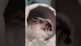🐹