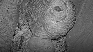 Female Barred Owl Keeps Watch During Total Solar Eclipse In Indianapolis, Indiana – April 8, 2024