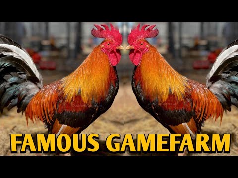 Pure Larry Romero Albany - FAMOUS FARM