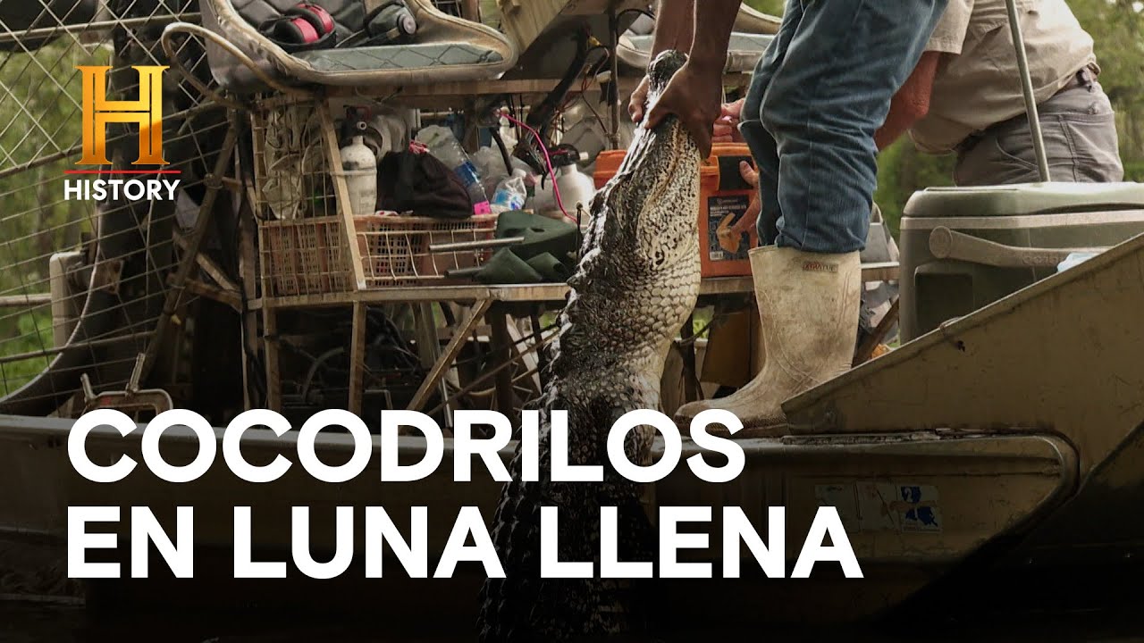 COCODRILOS EN LUNA LLENA - AMOS DEL PANTANO