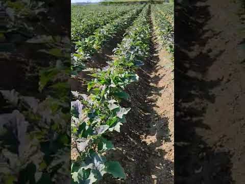Baingan ki kheti/ brinjal farming