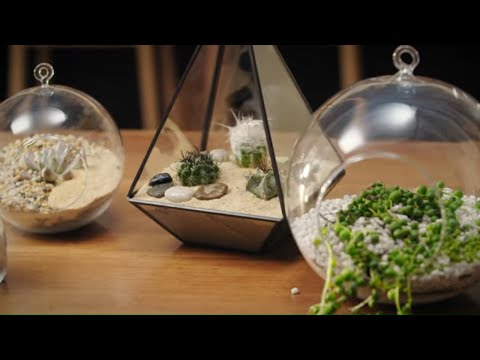 How to Create a Terrarium | Mitre 10 Easy As Garden
