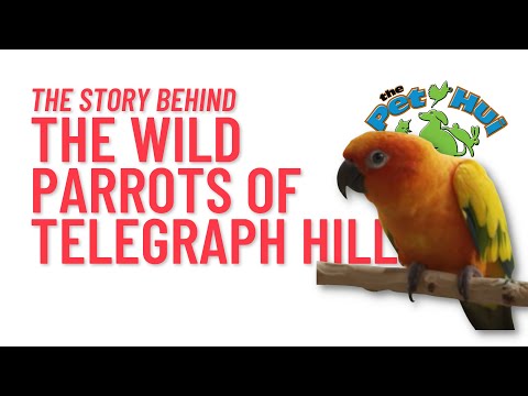 The Wild Parrots Of Telegraph Hill (2005) Trailer