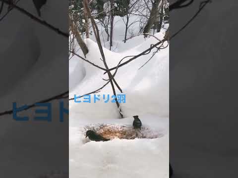 なぜ鶏や野鳥の餌箱に砂を入れるのでしょうか？  庭園