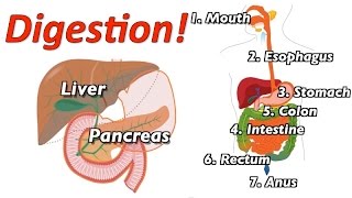 Understanding Digestion (Mr. W&#39;s Music Video)