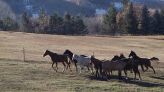 Wild Horse Wild Girl: Kinship in the Great Unknown