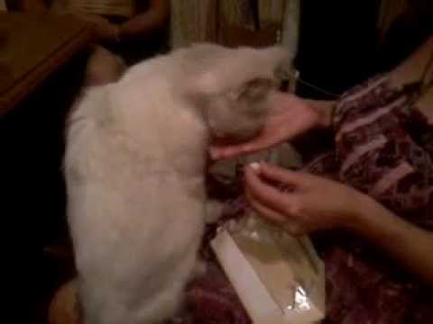 White cat likes white chocolate