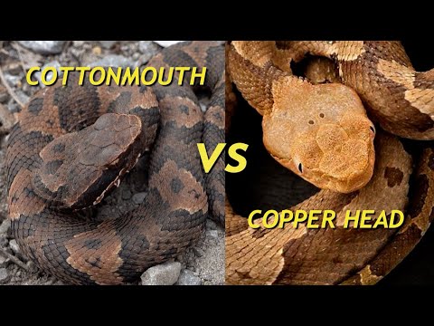 Copperhead vs Cottonmouth. (How to differentiate these snakes in detail)
