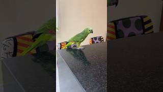 Papagaios falantes da mamãe - Pedro e Pedrita