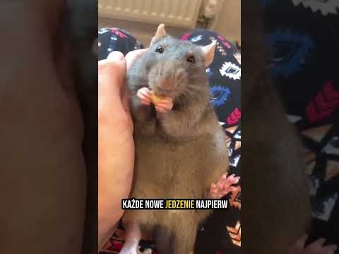 5 mega ciekawostek o szczurach! #szczur 🐀