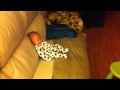 Baby Watching Winnie The Pooh