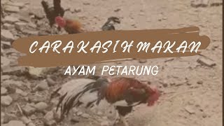 Download lagu Ayam Petarung sejati mp3