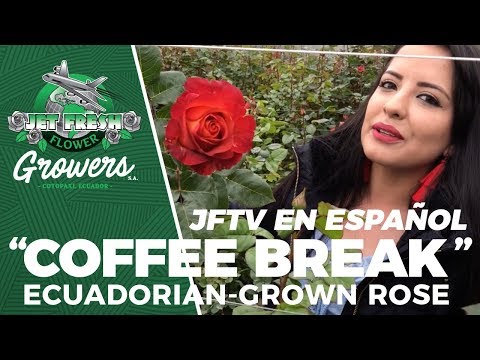 JFTV en Español: Ecuadorian "Coffee Break" roses live from Jet Fresh Flower Growers with Melisa