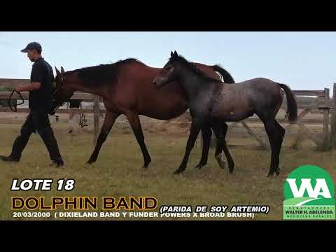 Lote DOLPHIN BAND (USA)