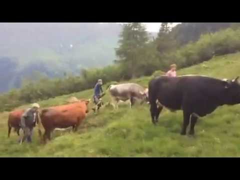 Almauffahrt auf die Alpe Zeisch im Valsertal in Tirol