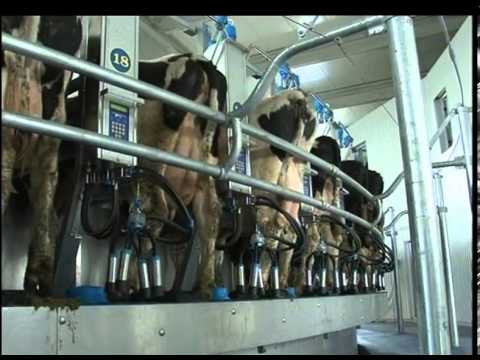 Nova farma krava u PKB-u