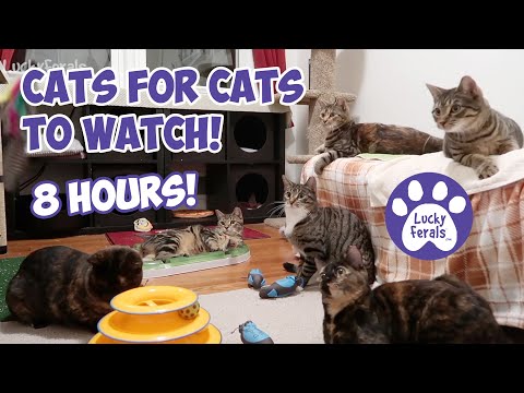 Cats Videos For Cats To Watch ➙ EPIC 8 HOURS With Sound! * Cats Playing * Entertainment For Cats