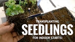 Transplanting seedlings for indoor starts