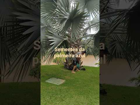 Colhendo sementes de palmeira azul em Caldas Novas 🌴
