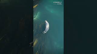 Discover the Stunning Ards Pennisula in Northern Ireland #shortsfeed #viralvideo #viralshorts #short