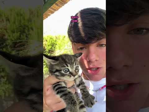 Thumbnail for GIULIA BIZZARRI E FABIO FERRUCCI E IL LORO NUOVO ANIMALETTO 1/2 #tiktok #perte #webboh #greenscreen by Eddy, Nico, Diego, Y&T