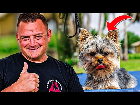 Yorkshire Terrier PUPPY TRAINING