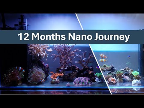 365 Day Journey of a Nano Reef