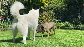 My Husky Challenges His Brother to a Wrestling Match